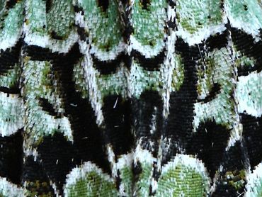 Detail uit de schitterend gekleurde vleugel van een diana-uil