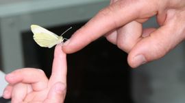 Koolwitjes in de klas - primair