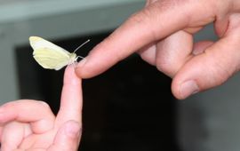 Koolwitjes in de klas - primair