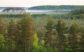 Bos in het Estische natuurgebied Meenikunno, dat behoort tot het Europese Natura 2000-netwerk