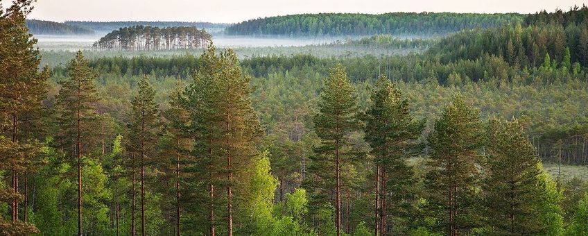 Bos in het Estische natuurgebied Meenikunno, dat behoort tot het Europese Natura 2000-netwerk