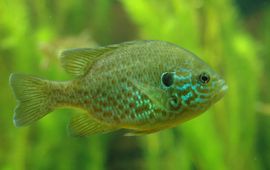 Lepomis gibbosus. Zonnebaars
Foto: Tino Strauss, GNU-FD licentie