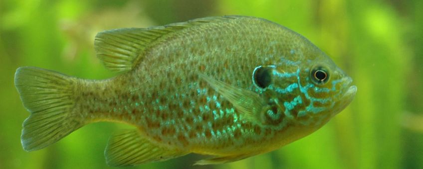 Lepomis gibbosus. Zonnebaars
Foto: Tino Strauss, GNU-FD licentie