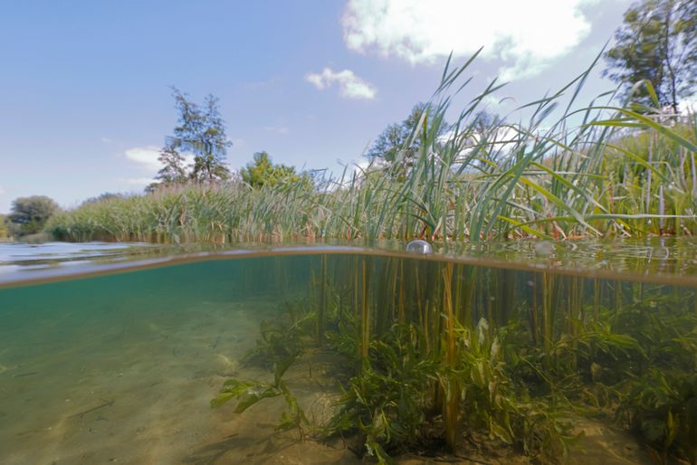 Het doorzicht is in veel wateren verbeterd en waterplanten zijn teruggekeerd