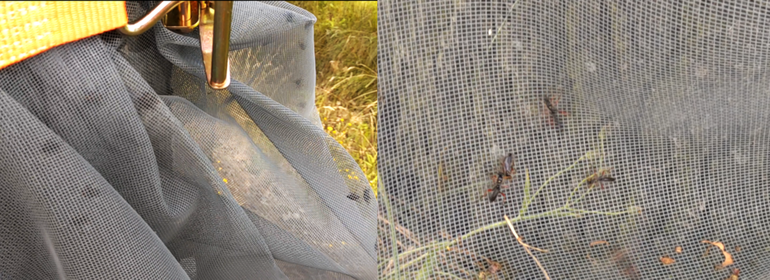 Links sluipvliegen uit grondnesten en rechts losgelaten sluipwespen uit grondnesten