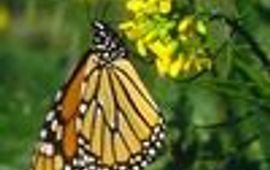 monarch klein