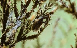 Heidehaantje (Lochmaea suturalis) 