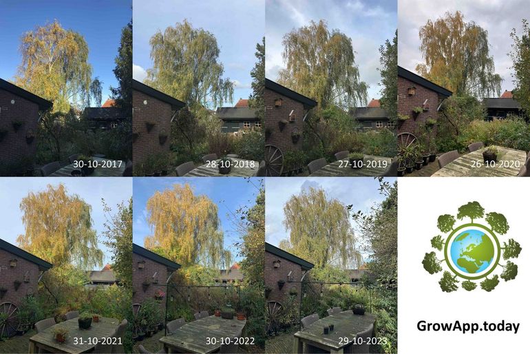Stand van de bladverkleuring van een berk in Zutphen rond eind oktober in de jaren 2017 tot en met 2023