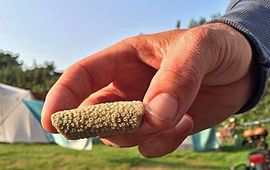 Stukje koraal gevonden op Vlieland (foto Allard Polak)
