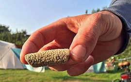Allard Polak Stukje koraal gevonden op Vlieland (foto Allard Polak)