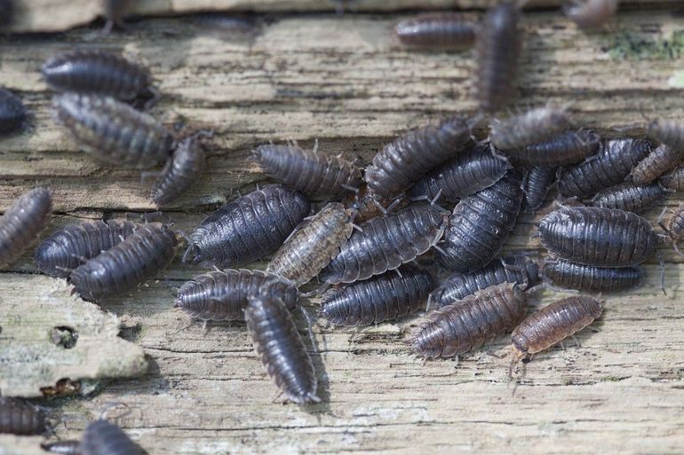 Wormen en pissebedden eten blaadjes, rotte planten en dor hout. Goede opruimers dus! Bomen en planten gebruiken die poep weer om te kunnen groeien