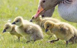 grauwe gans pullen