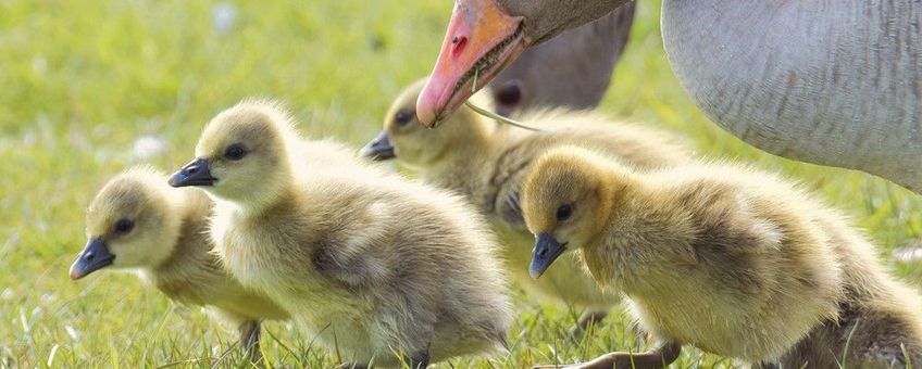grauwe gans pullen