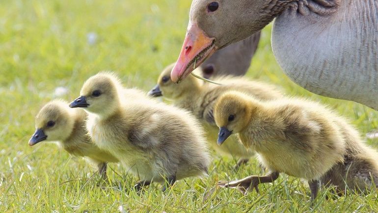 De kuikens groeien nu rap en worden steeds bruiner en minder donzig, maar tot de winter blijven de families bij elkaar