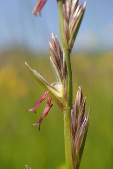 De bloeiwijze van Engels raaigras is klein en onopvallend, maar daarom niet minder mooi