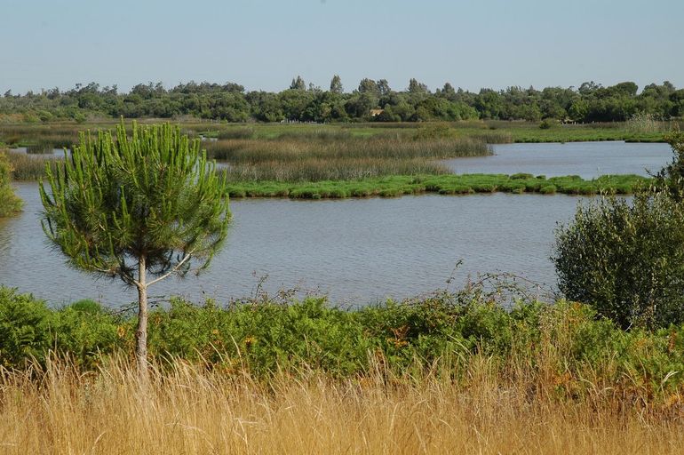 Doñana