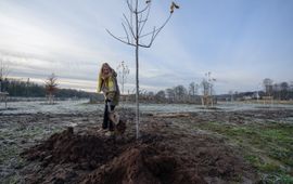 Klimaatburgemeester van Bunnik Annelies Vermeulen plant een boom op het Sedumveld in Bunnik