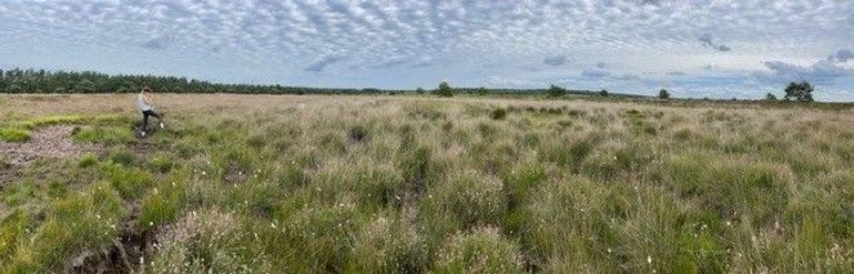 Voor het chemisch ecologisch onderzoek werden werksters van steekmiernesten in de resterende leefgebieden van het gentiaanblauwtje verzameld. De mieren houden vooral van oudere, gestructureerde heidevegetaties, terwijl de waardplant voor verjonging afhankelijk is van kleinschalige open plekken