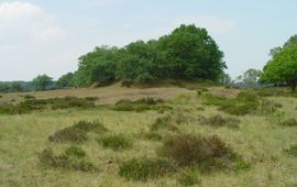 Stuifzandheide op de Veluwe (beeld in overleg te gebruiken, contact communicatie.esg@wur.nl)