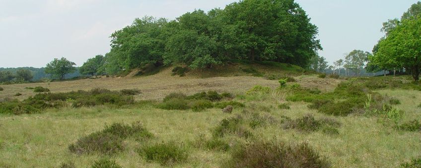 Stuifzandheide op de Veluwe (beeld in overleg te gebruiken, contact communicatie.esg@wur.nl)