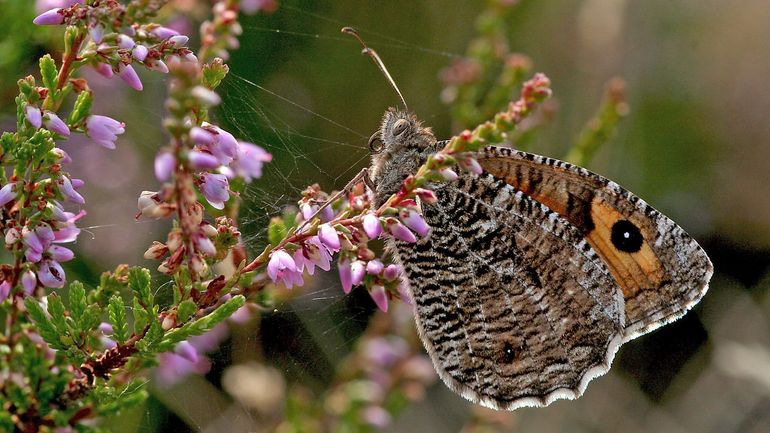 Struikheide is een belangrijke nectarplant voor de heivlinder. Vooral vrouwtjes hebben veel nectar nodig