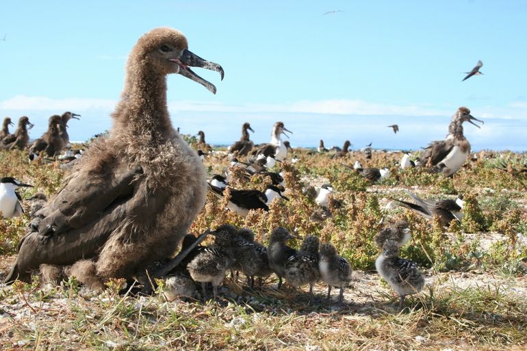 Terwijl ze eten zoeken voor hun hongerig wachtende jongen, betrappen de volwassen albatrossen illegale vissers.