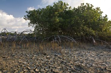Zwarte mangroven.