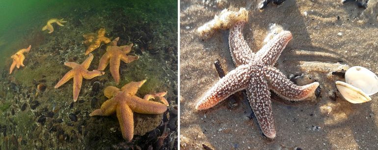 Links: als mossel ben je op een bank met sterren niet veilig. Duikers/snorkelaars kunnen de gewone zeester het hele jaar door spotten. Rechts: op het strand zie je ze echter lang niet altijd. Toch kán het ook in de zomer, zoals begin juli dit jaar bij Zandvoort