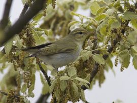 Phylloscopus sibilatrix. Fluiter