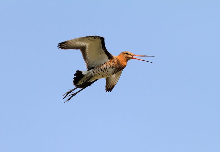 Portugal ziet af van plannen om een nieuwe grote burgerluchthaven te bouwen bij Montijo. Dat is goed nieuws, maar helemaal veilig zijn de vogels nog niet