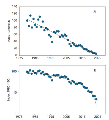 Figuur 2. Trend van de matkop in het PTT in 1980 tot en met 2024, berekend met TRIM door het CBS. A geeft de trend weer zoals hij meestal wordt afgebeeld. De afname lijkt regelmatig, maar bij een vast jaarlijks percentage afname zou de trendlijn geleidelijk steeds vlakker moeten gaan lopen. In het geval van de matkop gaat de afname ieder jaar iets sneller, zoals beter te zien is in B met een logaritmische y-as