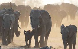 Een kudde Afrikaanse olifanten drinkt water bij een drinkplaats in Hwange National Park, Zimbabwe. © Rudi Van Aarde