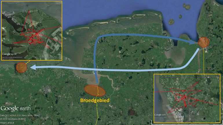 Krap tien weken oud verliet Nadine rond 7 september haar geboortegrond en vloog naar een agrarisch gebied ten noorden van Bremerhaven (100 kilometer van haar geboorteplek), aan de oostelijke monding van de rivier de Weser. Vanaf 15 september vloog ze met tussenstappen naar Groningen, met als bestemming het militaire oefenterrein Marnewaard vlakbij het Lauwersmeer