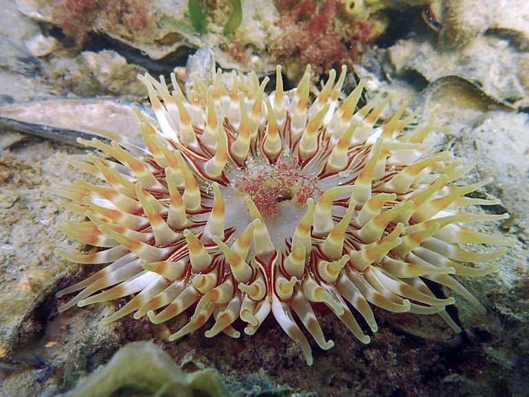 Zeedahlia in goeden doen. De Zeedahlia is een grote, brede zeeanemoon met de dikste tentakels van alle Nederlandse zeeanemonen. De mondschijf is vaak voorzien van rode lijnen die lopen van het centrale deel van de mondschijf naar de buitenrand en die mooi gebogen om de basis van iedere tentakel lopen