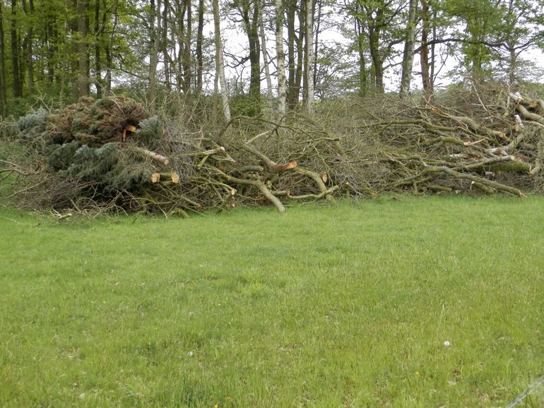 Hout uit landschapselementen in de Achterhoek wordt in plaats van fossiele brandstof gebruikt in een nieuwe biomassacentrale. De landschapselementen krijgen op deze manier weer economische waarde