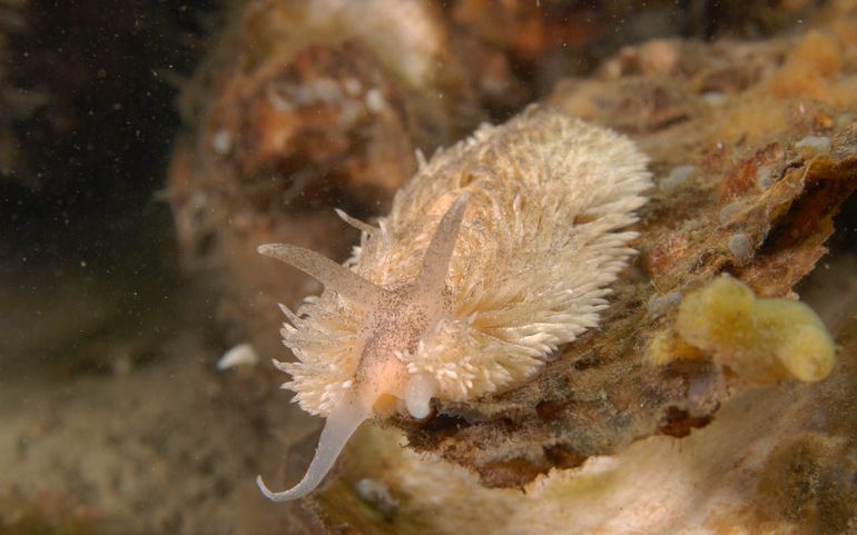 Vlokslaksoort met de kenmerken van een Grote vlokslak. De cerata zijn rond, van gelijke dikte, en vormen warrige rijen 