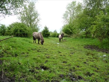 Konikpaarden en andere grote grazers zijn essentieel voor het ontstaan van halfopen bossen