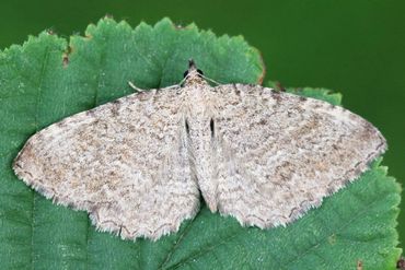 Kleine wegedoornspanner, oude naam: sporkenhoutspanner