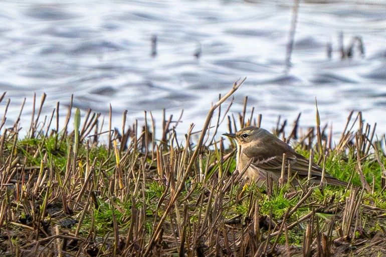 Waterpiepers broeden in de bergen en gaan in oktober naar lager gelegen gebieden