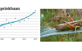 Trend moerassprinkhaan
