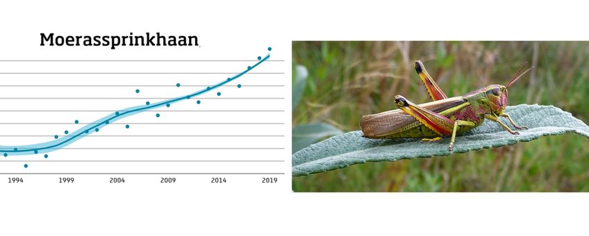 Trend moerassprinkhaan