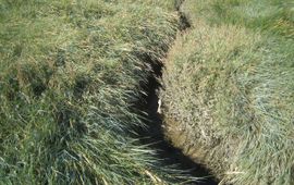 Wim Schoorlemmer Zeekweek is een dominante plantensoort die weinig ruimte overlaat voor andere kwelderplanten