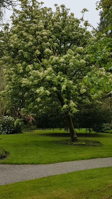 Pluimes (Fraxinus ornus ‘Ari Peters’) in het Arboretum Oudenbosch