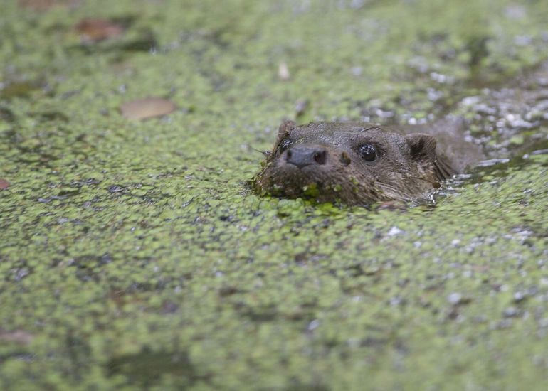 Otter