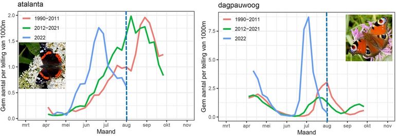 De gegevens van atalanta en dagpauwoog uit het Meetnet Vlinders tot 5 augustus 2022