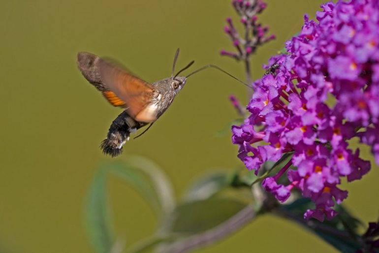 Een kolibrievlinder, zoemend boven een vlinderstruik