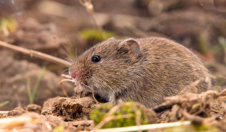 De aantallen veldmuizen nemen vanaf de lente flink toe