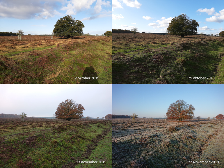 Verloop van de herfst in 2019 bij een beuk op de Veluwe