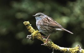 Prunella modularis. Heggenmus