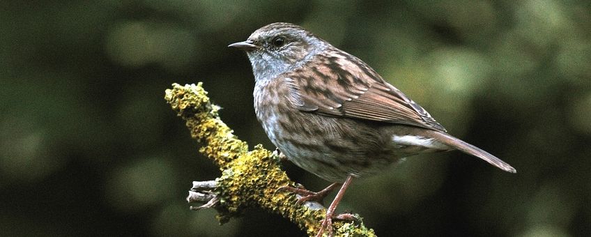 Prunella modularis. Heggenmus